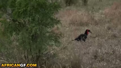 Super Tight Ebony Pussy Pounded By Big Cock American In Camper Van